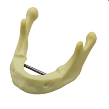 Jingle JG-Y12 — Фантомная анатомическая модель нижней челюсти